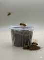 العكبر - PROPOLIS
