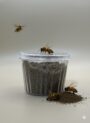 العكبر - PROPOLIS