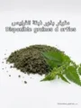 بذور القراص (الحرايق)