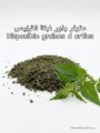 بذور القراص (الحرايق)
